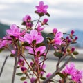 Closeup shot of Rhododendron dauricum flowers popular names bagulnik; maralnik with Altai river Katun on background