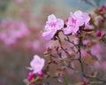 Closeup shot of Rhododendron dauricum flowers popular names bagulnik; maralnik