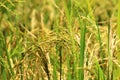 Closeup Shot of Rice Plant ready for Harvest Royalty Free Stock Photo