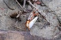 Closeup shot of a Ring Legged Fiddler Crab on the beach