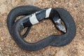 Closeup shot of Rinkhals snake playing dead. Hemachatus haemachatus Royalty Free Stock Photo