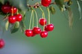 Closeup shot of a ripe cherry tree branch with lush green foliage and bright red cherries Royalty Free Stock Photo