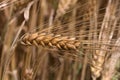 Closeup shot of a ripe golden wheat ear in a field Royalty Free Stock Photo