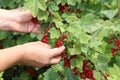 Closeup shot of ripe redcurrant berries Royalty Free Stock Photo