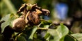 Closeup shot of a ripe walnut on tree Royalty Free Stock Photo