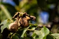 Closeup shot of a ripe walnut on tree Royalty Free Stock Photo