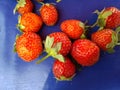 Closeup shot of riped strawberries on blue background Royalty Free Stock Photo