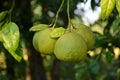 Closeup shot of ripening limes on a tree in a garden Royalty Free Stock Photo