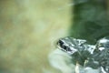 Closeup shot of a river turtle partially submerged in water, its head poking out above the surface Royalty Free Stock Photo