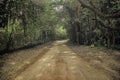 Closeup shot of a road in the green forest Royalty Free Stock Photo