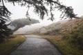 Closeup shot of a road leading to Point Reyes National Seashore in California during a misty weather