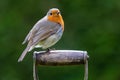 Closeup shot of a Robin ( Erithacus rubecula ) perched on the handle of an old garden spade Royalty Free Stock Photo