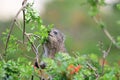 Closeup shot of a rock hyrax on the tree branch Royalty Free Stock Photo