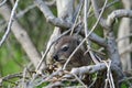Closeup shot of a rock hyrax on the tree branch Royalty Free Stock Photo
