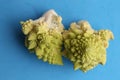 Closeup shot of the romanesco broccoli on a blue background