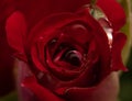 Closeup shot of a rose bud with water droplets on it Royalty Free Stock Photo