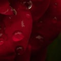 Closeup shot of a rose bud with water droplets on it Royalty Free Stock Photo