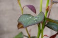 Closeup shot of a rose bush leaf wet with rain droplets Royalty Free Stock Photo