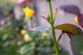 Closeup shot of a rose bush leaf wet with rain droplets Royalty Free Stock Photo