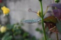 Closeup shot of a rose bush leaf wet with rain droplets Royalty Free Stock Photo