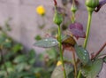 Closeup shot of a rose bush leaf wet with rain droplets Royalty Free Stock Photo