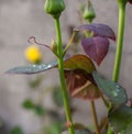 Closeup shot of a rose bush leaf wet with rain droplets Royalty Free Stock Photo