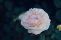 Closeup shot of a Rose Gentle Hermione with blurred background