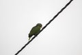 Closeup shot of a Rose-ringed parakeet parrot sitting on a wire Royalty Free Stock Photo
