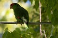 Closeup shot of a Rose-ringed parakeet parrot sitting on a wire Royalty Free Stock Photo