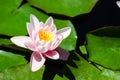 Closeup shot of a rose water lily in a forest during the day Royalty Free Stock Photo