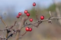 Closeup shot of rosehips on a dry branch