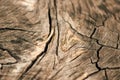 Closeup shot of a round slice of tree with annual rings and cracks