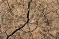 Closeup shot of a round slice of tree with annual rings and cracks