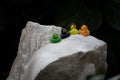 Closeup shot of a row of colorful rubber duckies on a stone surface Royalty Free Stock Photo