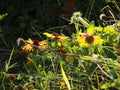 Closeup shot of rudbeckia flowers in a daytime on the blurred background