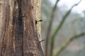 Closeup shot of rusty old nails stuck on a tree trunk Royalty Free Stock Photo