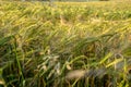 Closeup shot of rye field closeup, St Abbs Scotland Royalty Free Stock Photo