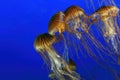 Closeup shot of s group of yellow and orange jellyfish swimming in the dark blue sea Royalty Free Stock Photo