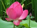 Closeup shot of a sacred bud of an unopened lotus flower with waterdrop on petals