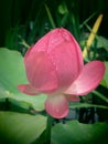 Closeup shot of a sacred bud of an unopened lotus flower with waterdrop on petals