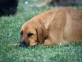 Closeup shot of a sad brown dog lying on the grass in the park Royalty Free Stock Photo