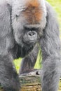Closeup shot of a sad looking gorilla on a log Royalty Free Stock Photo