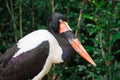 Closeup shot of a Saddle billed stork Ephippiorhynchus senegalensis on a zoo in Singapore Royalty Free Stock Photo