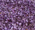 Closeup shot of Saffron flowers prepared to process