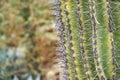 Closeup of Saguaro cactus