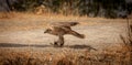 Closeup shot of a saker falcon perching on the ground Royalty Free Stock Photo