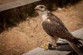 Closeup shot of a saker falcon perching on a stone Royalty Free Stock Photo