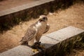 Closeup shot of a saker falcon perching on a stone Royalty Free Stock Photo