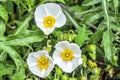 Closeup shot of salvia cistus plant blooming in the light sunny day in the garden Royalty Free Stock Photo