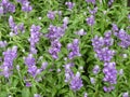Closeup shot of salvia divinorum flowers Royalty Free Stock Photo